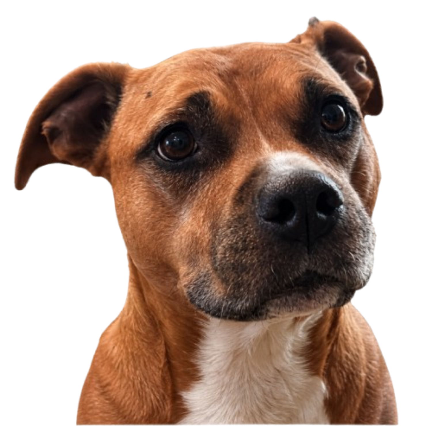 Harka, la mascotte de Harka-Chan